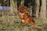 CAVALIER KING CHARLES 349